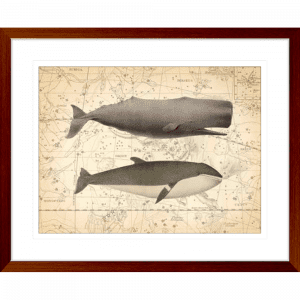 Whale Constellation 01 | Teak Framed Artwork