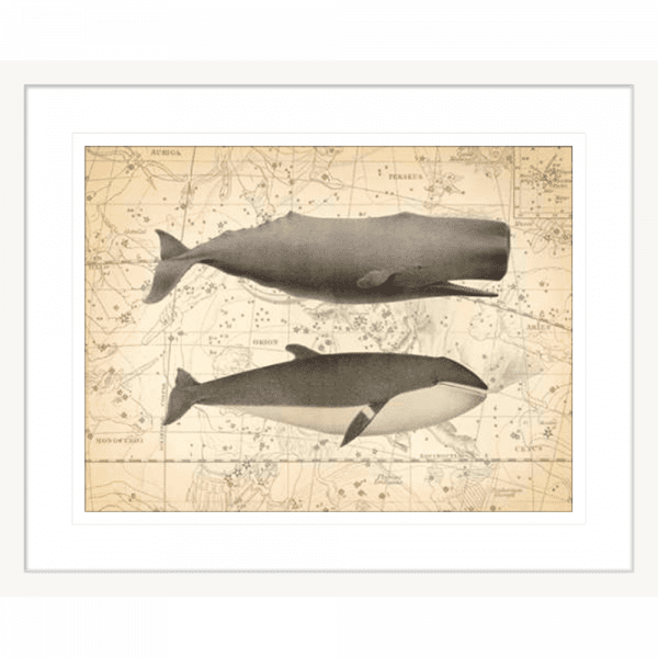 Whale Constellation 01 | White Framed Artwork