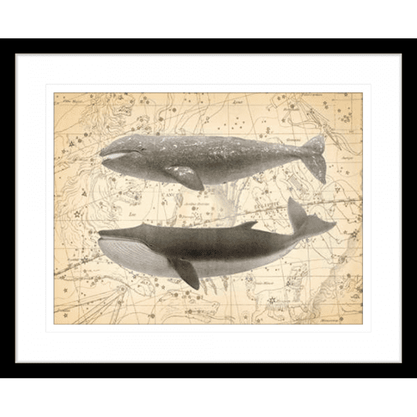 Whale Constellation 02 | Black Framed Artwork