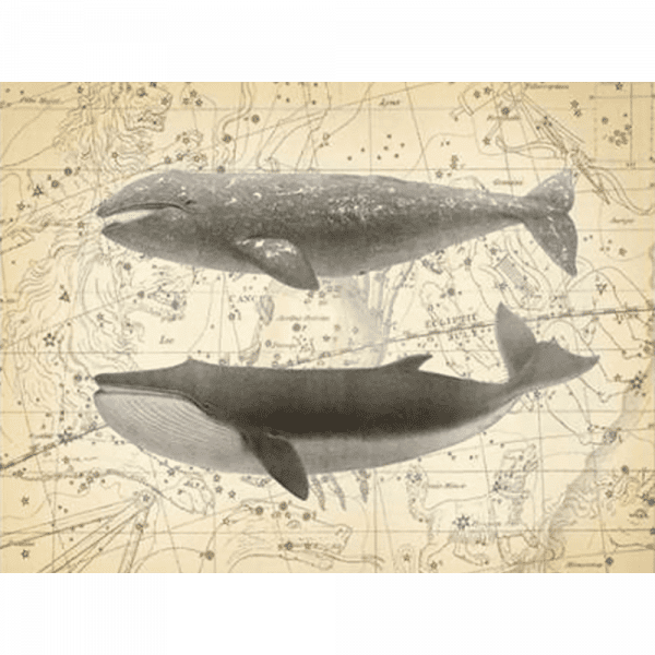 Whale Constellation 02 | Paper Print