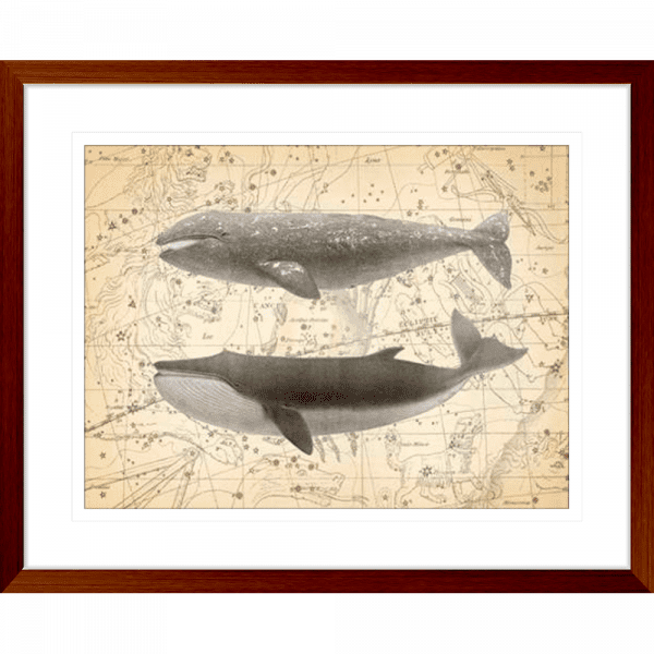 Whale Constellation 02 | Teak Framed Artwork