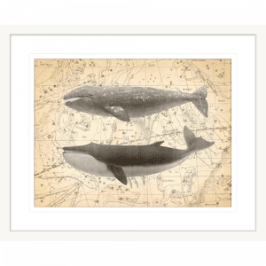 Whale Constellation 02 | White Framed Artwork