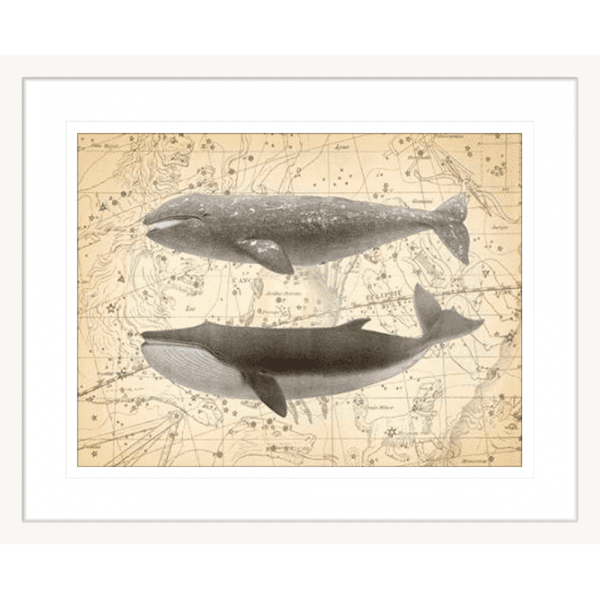Whale Constellation 02 | White Framed Artwork