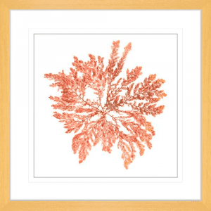 Pacific Sea Moss 01 | Oak Framed Artwork