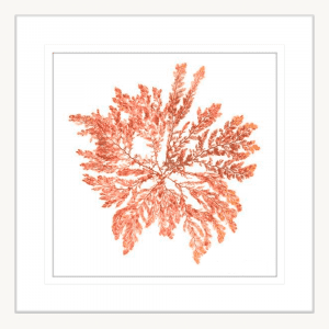 Pacific Sea Moss 01 | White Framed Artwork