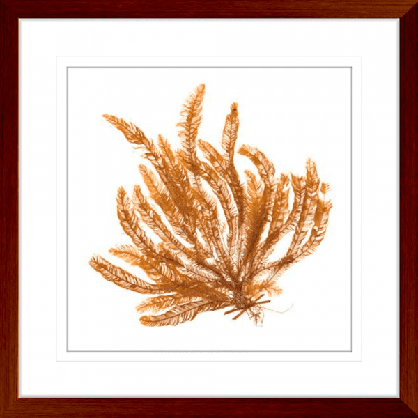 Pacific Sea Moss 02 | Teak Framed Artwork