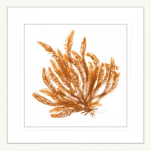 Pacific Sea Moss 02 | White Framed Artwork