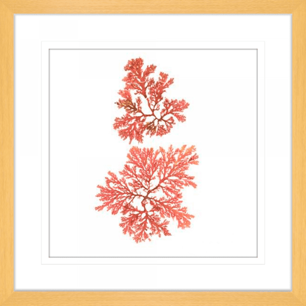 Pacific Sea Moss 03 | Oak Framed Artwork