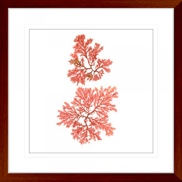 Pacific Sea Moss 03 | Teak Framed Artwork