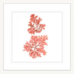 Pacific Sea Moss 03 | White Framed Artwork