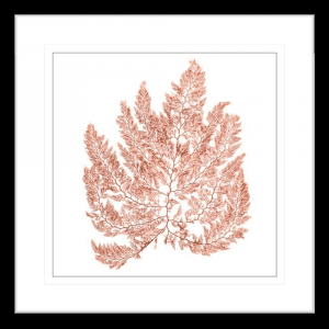 Pacific Sea Moss 04 | Black Framed Artwork