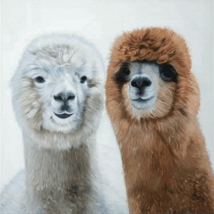 Lovable Llamas 01 | Print or Canvas