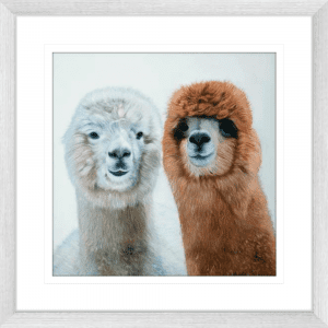 Lovable Llamas 01 | Silver Framed Artwork