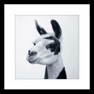 Lovable Llamas 02 | Black Framed Artwork