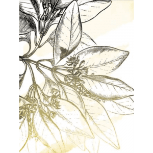 Fade Botanicals 01 | Print or Canvas