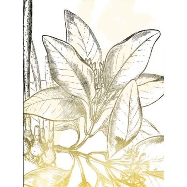 Fade Botanicals 02 | Print or Canvas