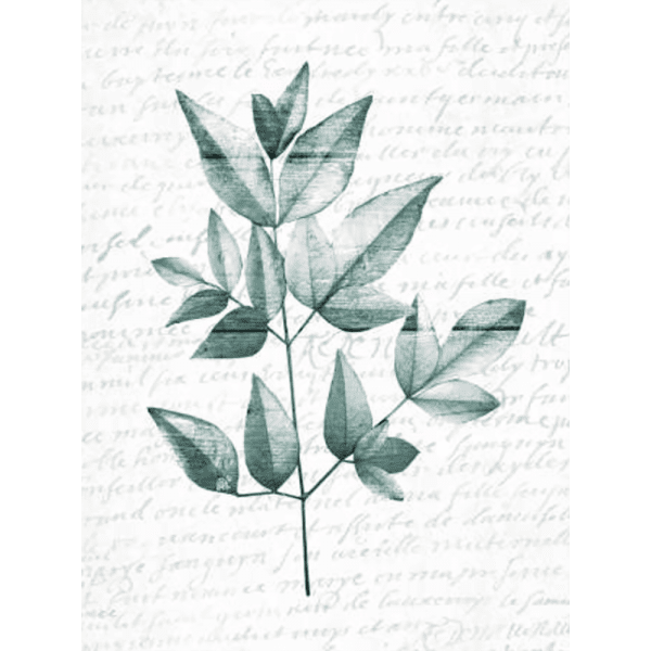 Pressed Leaves 01 | Print or Canvas