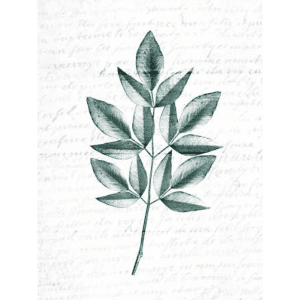 Pressed Leaves 02 | Print or Canvas