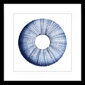 Urchin Shell 01 | Black Framed Artwork