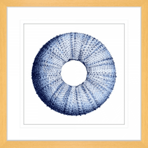Urchin Shell 01 | Oak Framed Artwork