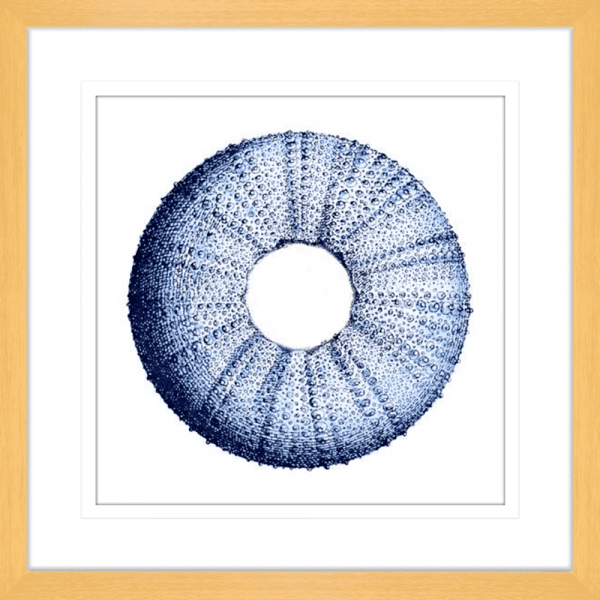Urchin Shell 01 | Oak Framed Artwork