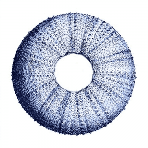 Urchin Shell 01 | Print or Canvas