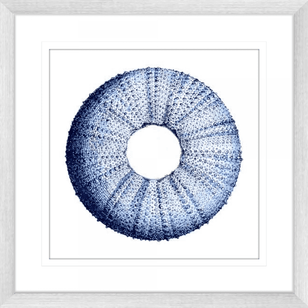 Urchin Shell 01 | Silver Framed Artwork