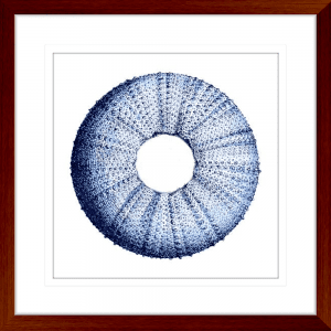 Urchin Shell 01 | Teak Framed Artwork