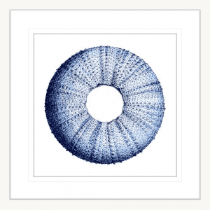 Urchin Shell 01 | White Framed Artwork