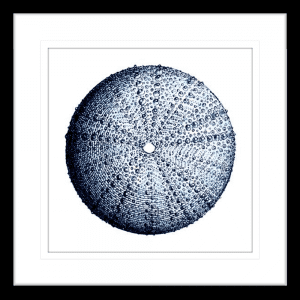 Urchin Shell 02 | Black Framed Artwork