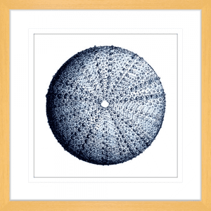 Urchin Shell 02 | Oak Framed Artwork