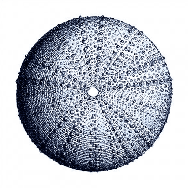 Urchin Shell 02 | Print or Canvas