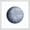 Urchin Shell 02 | Silver Framed Artwork
