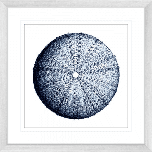 Urchin Shell 02 | Silver Framed Artwork