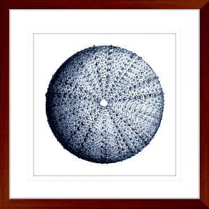 Urchin Shell 02 | Teak Framed Artwork