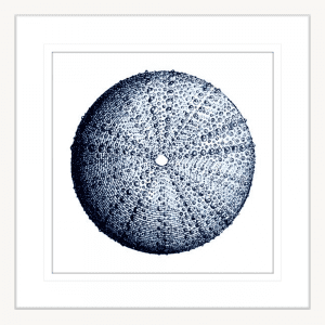 Urchin Shell 02 | White Framed Artwork