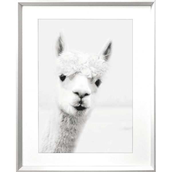Call of the wild 01 | White Deep Dish Framed Print
